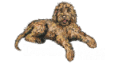 Doodle Rock Rescue - Dallas TX