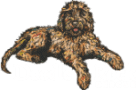 Doodle Rock Rescue - Dallas TX