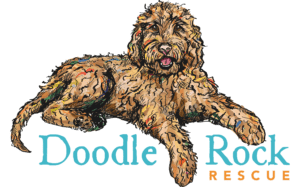 DRR_Logo_BlueOrange_Trans